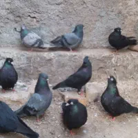 کفتر زاغ ابادانی|پرنده|بافق, |دیوار