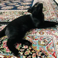 واگذاری گربه اسکاتیش ماده ۸ ماه مشکی