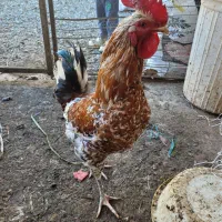 تخم نطفه دار گلین