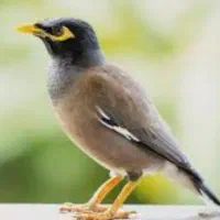 فروش مرغ مینا سخنگو