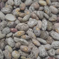 لوبیا چیتی