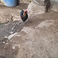 خروس معاوضه