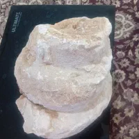 با سلام فسیل قول پیکر