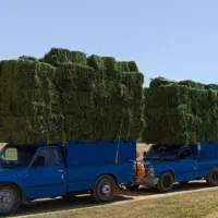 یونجه تمیز بدون گیاه