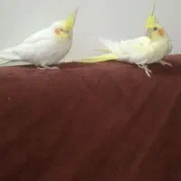 عروس هلندی لوتینو نروماده بالغ|پرنده|چابهار, |دیوار