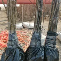 فروش نهال به صورت چکی|گل و گیاه طبیعی|شهریار, شهریار|دیوار