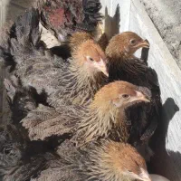 نیمچه برهما پاتریچ اصل