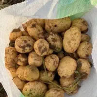 فروش 35تن سیب زمینی درجه یک فردا برداشت میشه