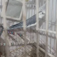 عروس هلندی آلبینو و لوتینو