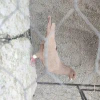 زرد کرمونی مصری کرمونی قره کرمونی