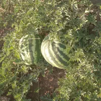 هندوانه یک دست طلا