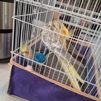 عروس هلندی مولد