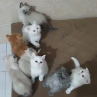 گربه اسکاتیش|گربه|اهواز, پادادشهر|دیوار