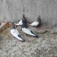 کبوتر سینه جفتی