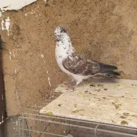 کبوتر|پرنده|شهرضا, |دیوار