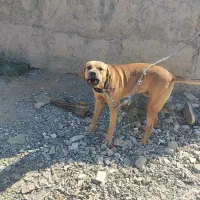 واگذاری سگ توسااینو|سگ|کرج, کیانمهر|دیوار