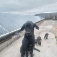 سگ افغان توله