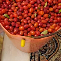 زغال اخته
