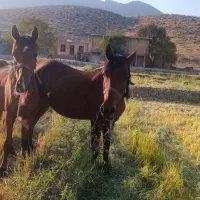 مادیان و کره ۱۴ ماهه