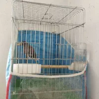 مرغ مینا آواز خوان|پرنده|شیراز, شهرک مهرگان|دیوار