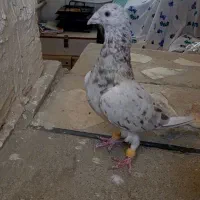 کبوتر نامه بر