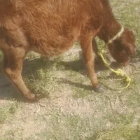 گوساله هفت ماهه|حیوانات مزرعه|قلعه گنج, |دیوار