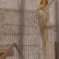 عروس لوتینو زعفرونی با سه تا جوجه و چهارتخم|پرنده|مشهد, شهرک مهرگان|دیوار