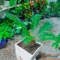 گلکده آیلار|گل و گیاه طبیعی|فردوس (خراسان), |دیوار