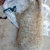 خیگ روغنی
