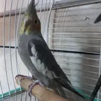 مرغ عروس|پرنده|کاشان, باغ ماجد|دیوار