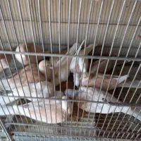 عروس هلندی و کبوتر|پرنده|درگهان, |دیوار