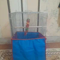 قفس ۱۰۳۳ مدل پلاس درشت بافت