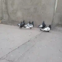 کفتر سینه ی