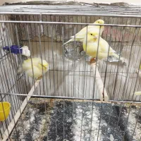 قناری ماده|پرنده|مسجد سلیمان, |دیوار