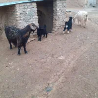 دو راس بز بی شاخ