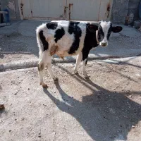 گوساله نر هلشتاین و گاو کردی چاق