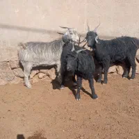 گوسفندو بز داشت|حیوانات مزرعه|سده (فارس), |دیوار