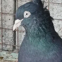 سینه ای 100عدد