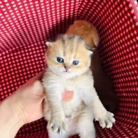 گربه بریتیش و اسکاتیش گلد