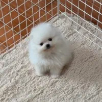 پامر خرسی وارداتی