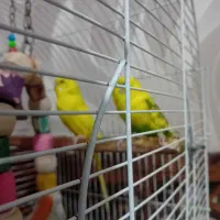 برنده|پرنده|قم, پردیسان|دیوار