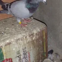 کبوتر غروب بازی|پرنده|گنبد کاووس, |دیوار