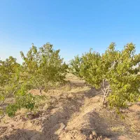 مامونیه،با ۱۰۰ میلیون باغچه بخر|فروش زمین و ملک کلنگی|زرندیه, |دیوار