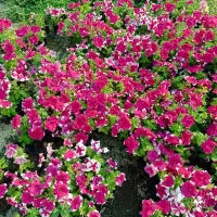 گل اطلسی هلندی ۱۵ ت گل و گیاه