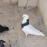 کفتر طوقی نر،مولد