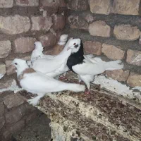 کبوتر|پرنده|بردسکن, |دیوار