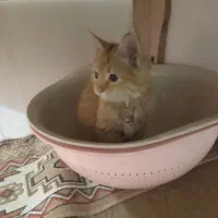 گمشده|حیوانات|بیرجند, |دیوار