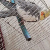 عروس‌هلندی