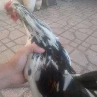 خروس گلین چهل تاج|حیوانات مزرعه|اسلام‌شهر, شهرک سعیدیه|دیوار