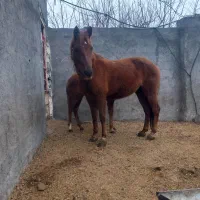 اسب و کره اسب هردو مادیون|اسب و تجهیزات اسب‌سواری|مشهد, شهرک امام سجاد|دیوار